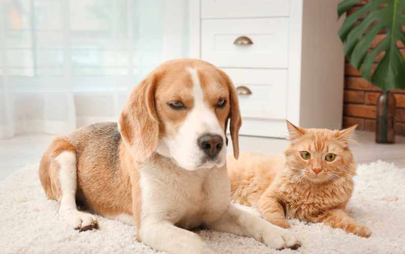 Lovejoy - Pet Odor Removal