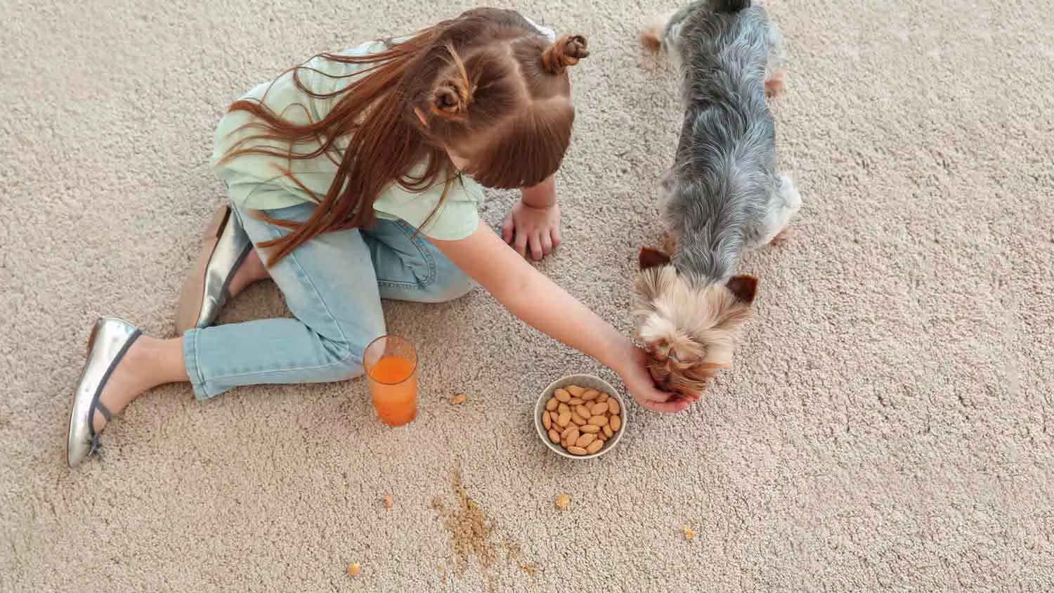 A picture of a young girl feeding a dog on beige carpeted floor. 